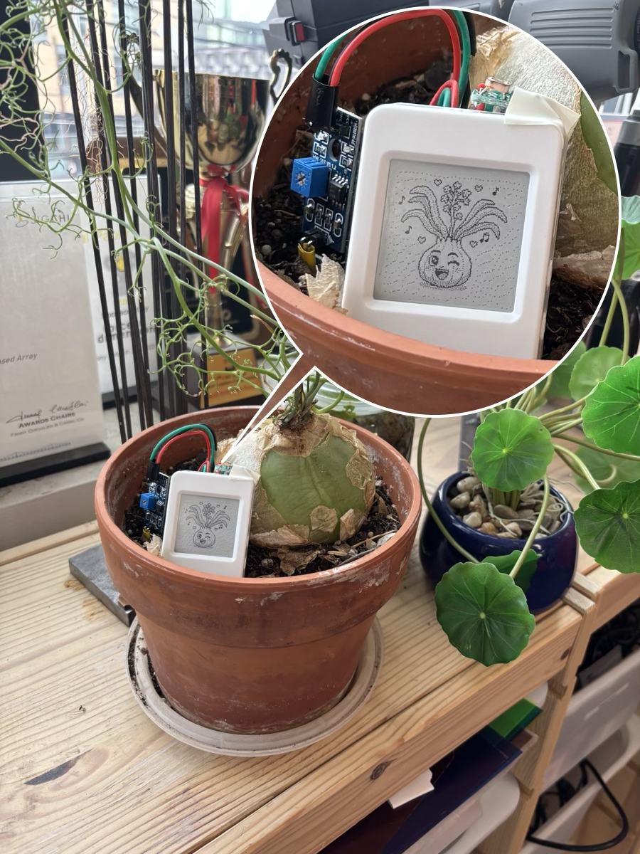 An OAT device clipped to a sea onion plant, showing a smiling face